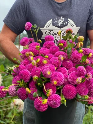 Franz Kafka Dahlia Tuber