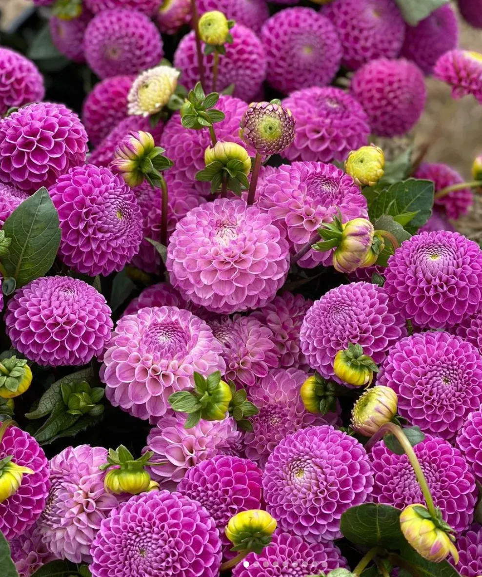 Franz Kafka Dahlia Tuber
