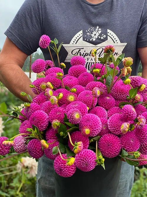 Franz Kafka Dahlia Tuber