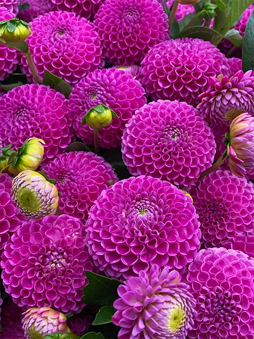 Franz Kafka Dahlia Tuber