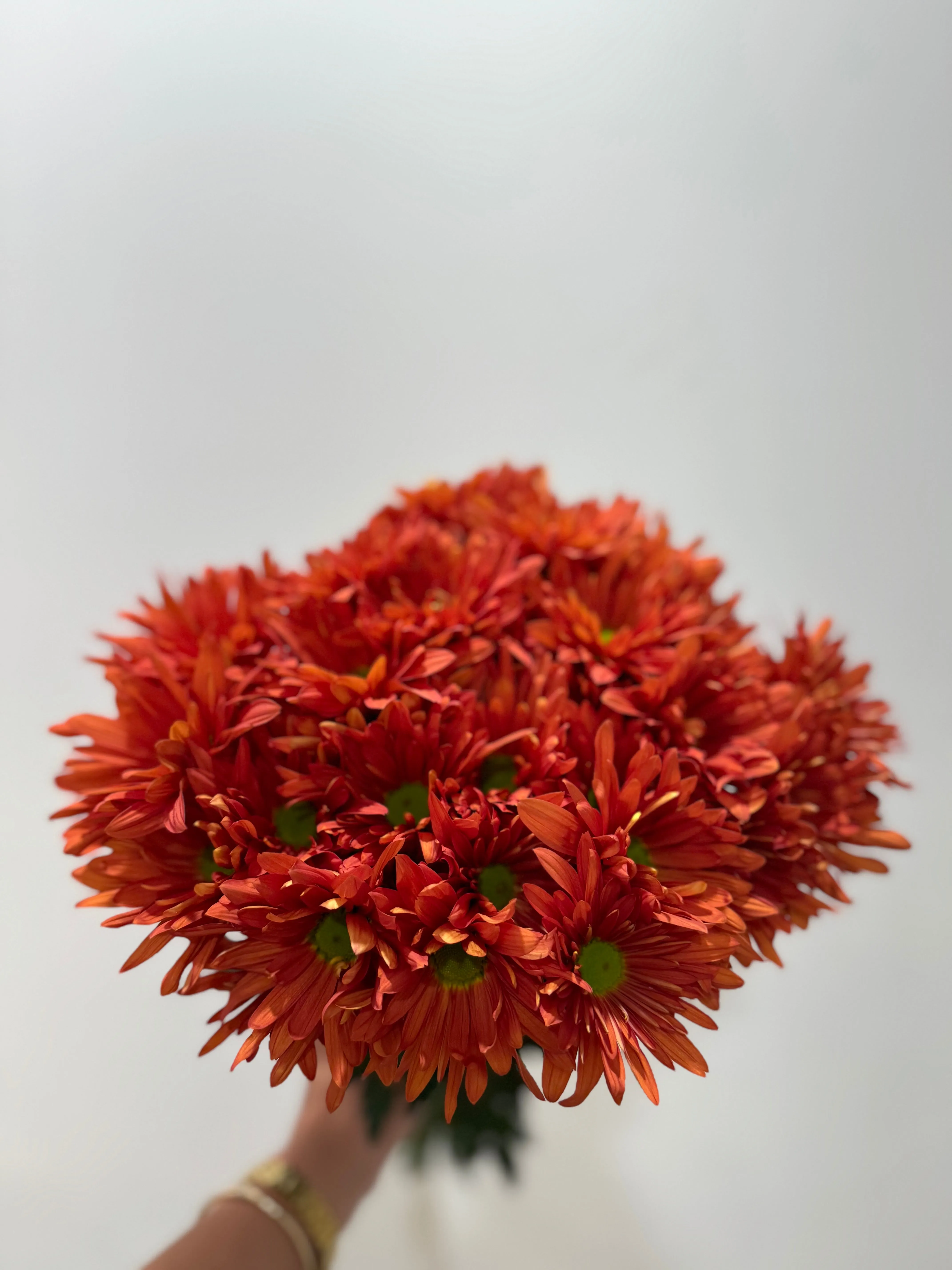 Pompon Bronze Daisy Natalia